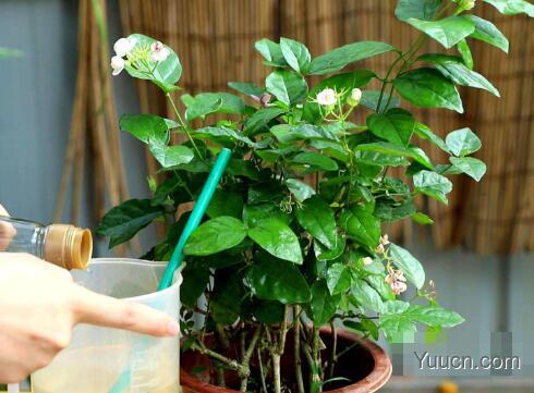 茉莉的养殖方法和注意事项(图文) 茉莉的养殖方法和注意事项(图文)
