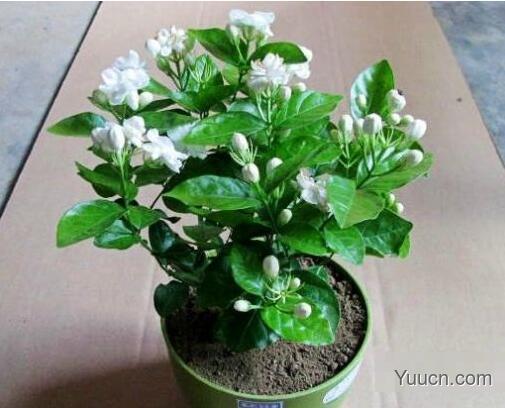 茉莉的养殖方法和注意事项(图文) 茉莉的养殖方法和注意事项(图文)