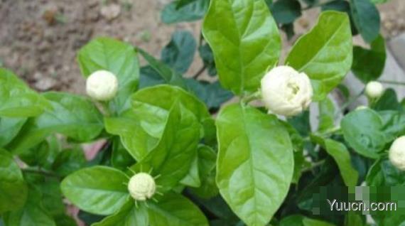 茉莉的养殖方法和注意事项(图文) 茉莉的养殖方法和注意事项(图文)