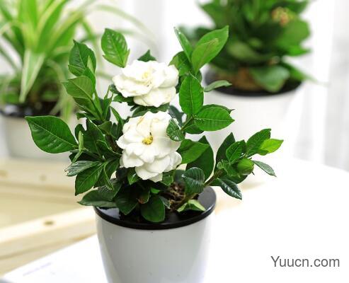 栀子花的养殖方法和注意事项 栀子花的养殖方法和注意事项