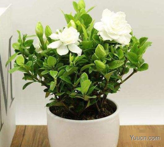 栀子花的养殖方法和注意事项 栀子花的养殖方法和注意事项
