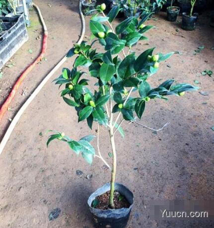 山茶花的养殖方法 山茶花的养殖方法