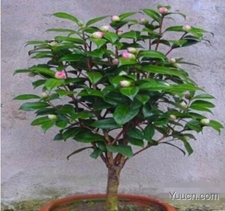 山茶花的养殖方法 山茶花的养殖方法