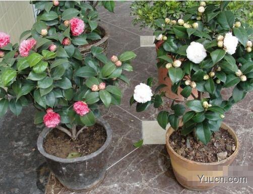 山茶花的养殖方法 山茶花的养殖方法