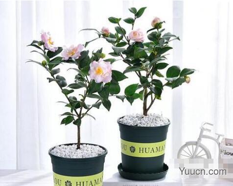 山茶花的养殖方法 山茶花的养殖方法
