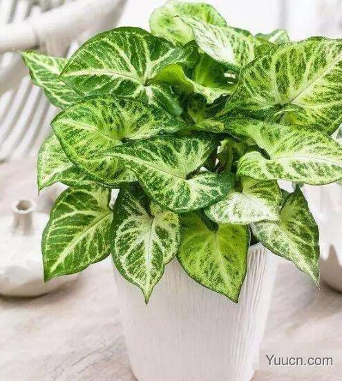 合果芋的养殖方法 合果芋的养殖方法