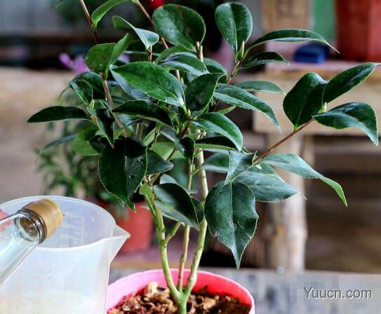 山茶花的养殖方法 山茶花的养殖方法