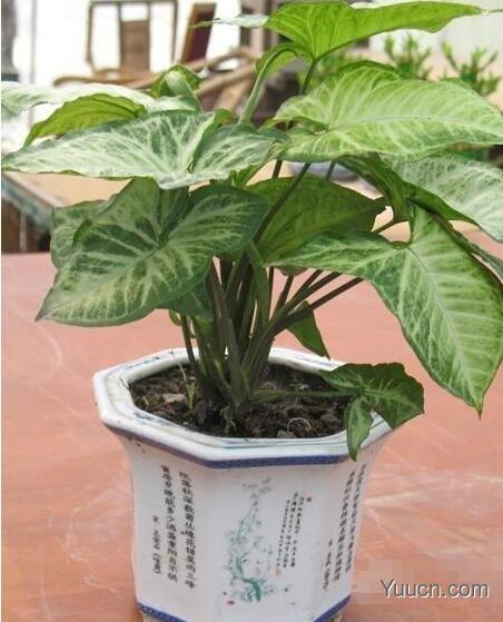 合果芋的养殖方法 合果芋的养殖方法