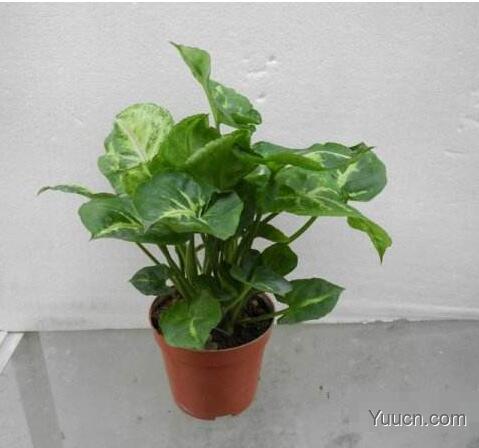 合果芋的养殖方法 合果芋的养殖方法