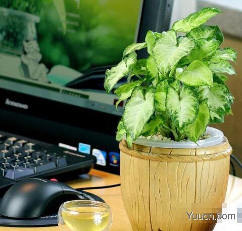合果芋的养殖方法 合果芋的养殖方法