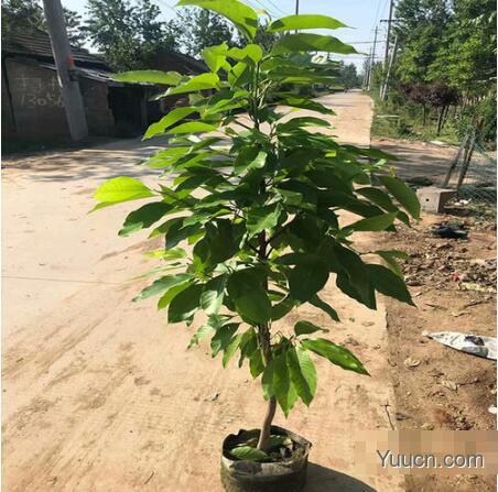 白兰花的养殖方法与注意事项 白兰花的养殖方法与注意事项