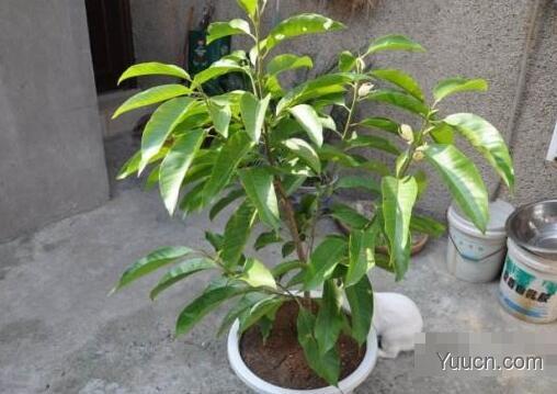 白兰花的养殖方法与注意事项 白兰花的养殖方法与注意事项