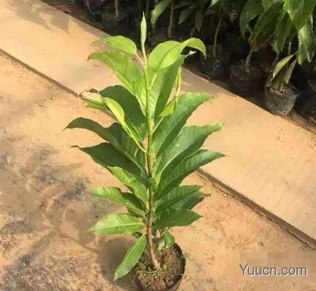 白兰花的养殖方法与注意事项 白兰花的养殖方法与注意事项