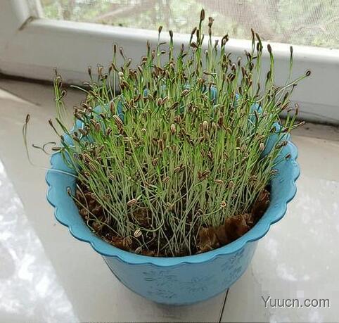 小茴香的养殖种植方法 小茴香的养殖种植方法