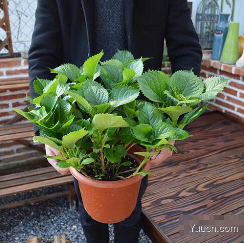 八仙花的养殖方法 八仙花的养殖方法