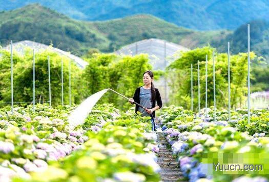 八仙花的养殖方法 八仙花的养殖方法