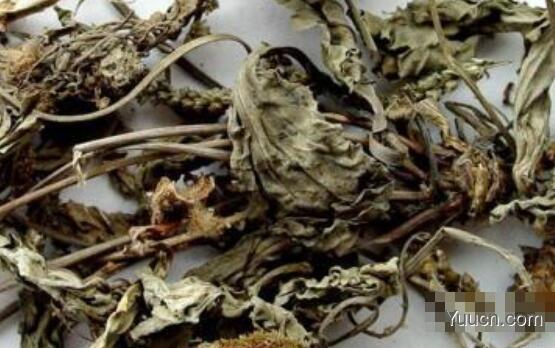 车前草的功效与作用及禁忌 车前草的功效与作用及禁忌