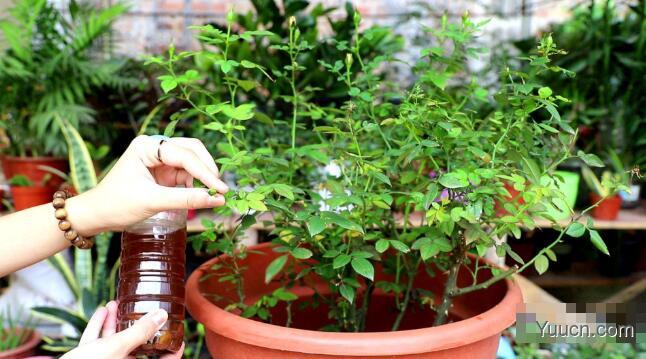 月季花的养殖方法(图文) 月季花的养殖方法(图文)