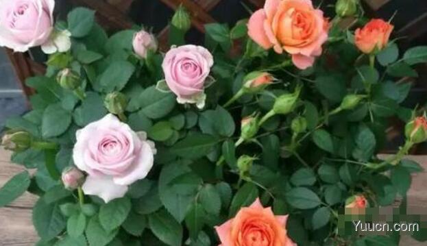 月季花的养殖方法(图文) 月季花的养殖方法(图文)