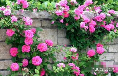 月季花的养殖方法(图文) 月季花的养殖方法(图文)