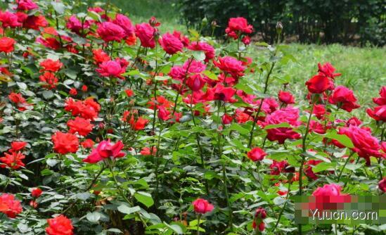 月季花的养殖方法(图文) 月季花的养殖方法(图文)