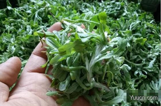 艾草的功效与作用(艾草图片) 艾草的功效与作用(艾草图片)