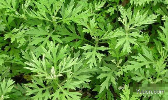 艾草的功效与作用(艾草图片) 艾草的功效与作用(艾草图片)