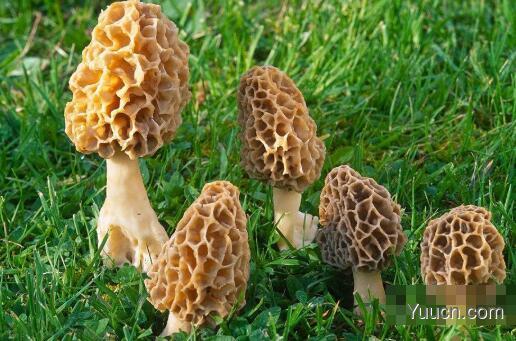 羊肚菌的功效(图文) 羊肚菌的功效(图文)