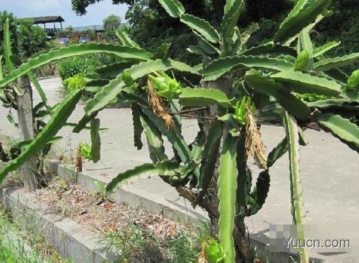 龙骨花的养殖方法(图文) 龙骨花的养殖方法(图文)