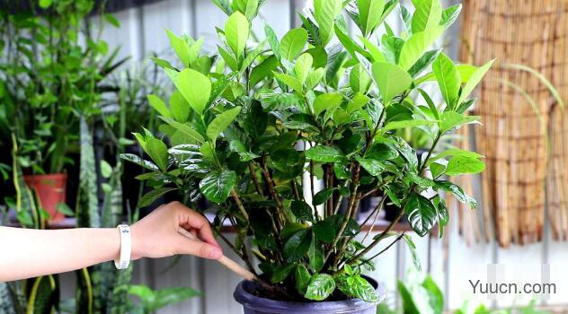 栀子花叶子发黄怎么办? 栀子花叶子发黄怎么办?