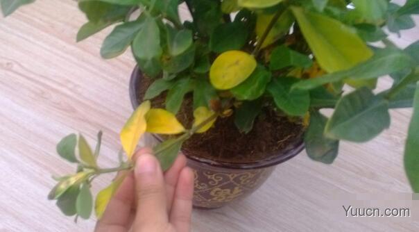栀子花叶子发黄怎么办? 栀子花叶子发黄怎么办?