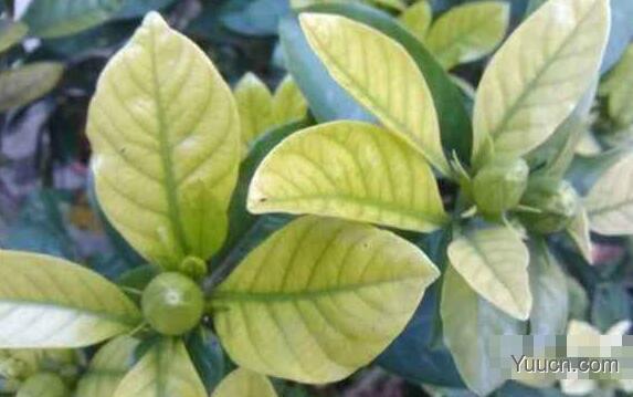 栀子花叶子发黄怎么办? 栀子花叶子发黄怎么办?