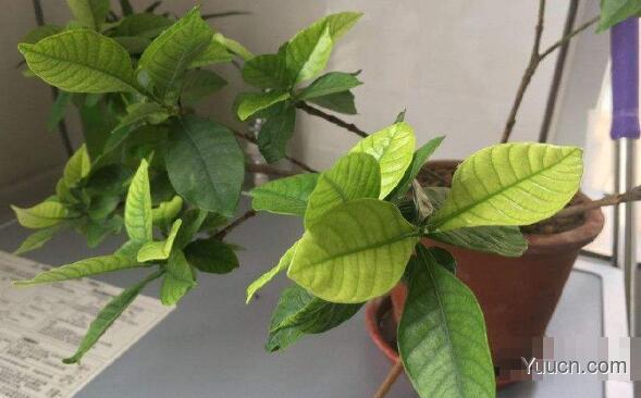 栀子花叶子发黄怎么办? 栀子花叶子发黄怎么办?