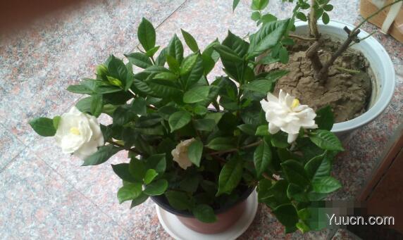 栀子花叶子发黄怎么办? 栀子花叶子发黄怎么办?