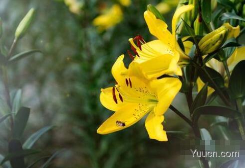 百合花怎么养殖 百合花怎么养殖