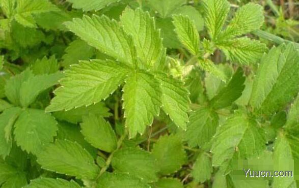 仙鹤草的功效与作用及吃法 仙鹤草的功效与作用及吃法