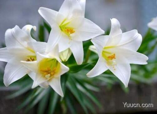 百合花怎么养殖 百合花怎么养殖