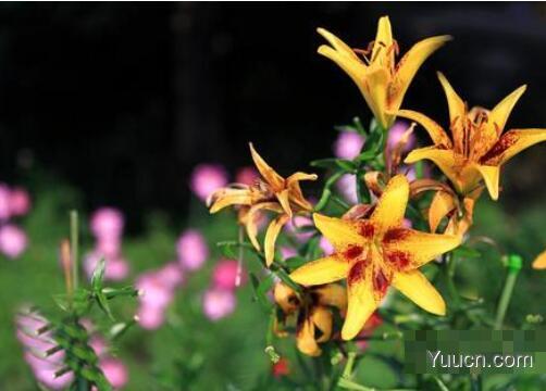 百合花怎么养殖 百合花怎么养殖