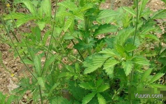 仙鹤草的功效与作用及吃法 仙鹤草的功效与作用及吃法