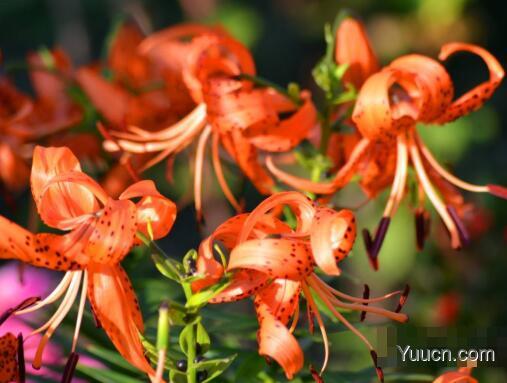 百合花怎么养殖 百合花怎么养殖