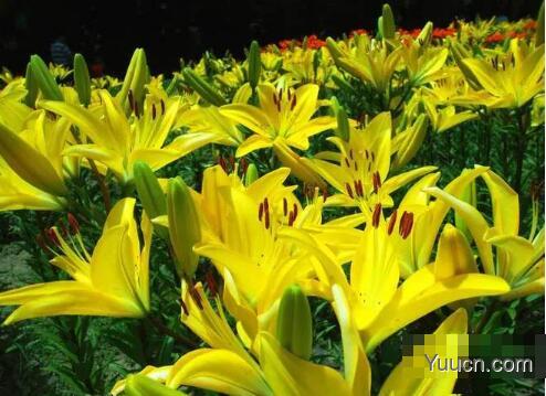 百合花怎么养殖 百合花怎么养殖