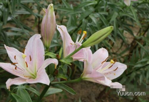 百合花怎么养殖 百合花怎么养殖