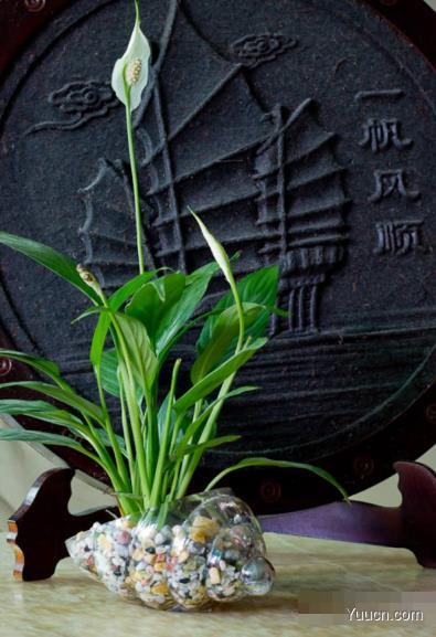 白鹤芋的养殖方法
