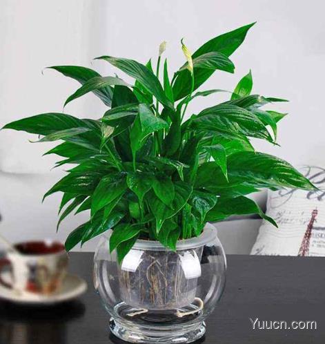 白鹤芋的养殖方法