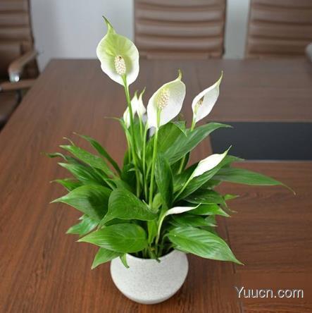 白鹤芋的养殖方法