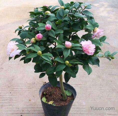 山茶花的养殖方法和注意事项 山茶花的养殖方法和注意事项