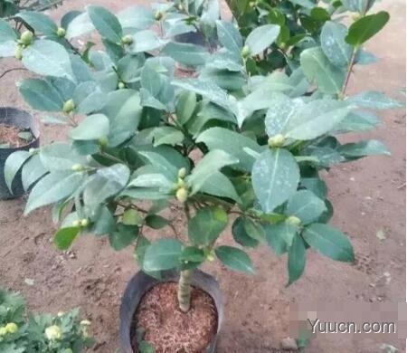 山茶花的养殖方法和注意事项 山茶花的养殖方法和注意事项