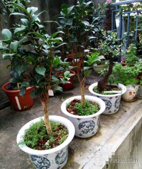 山茶花的养殖方法和注意事项 山茶花的养殖方法和注意事项