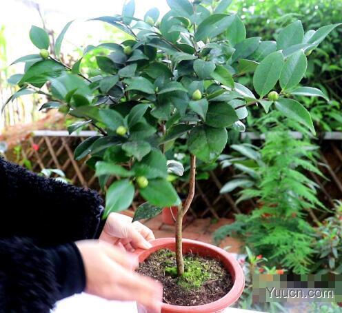 山茶花的养殖方法和注意事项 山茶花的养殖方法和注意事项