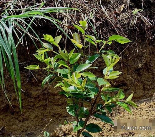 山茶花的养殖方法和注意事项 山茶花的养殖方法和注意事项